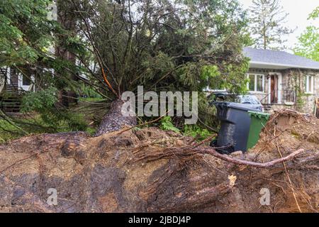 A large pine tree is seen lying flat on front lawn of detached home in neighborhood after storm and high winds cause destruction. Copy space to right. Stock Photo