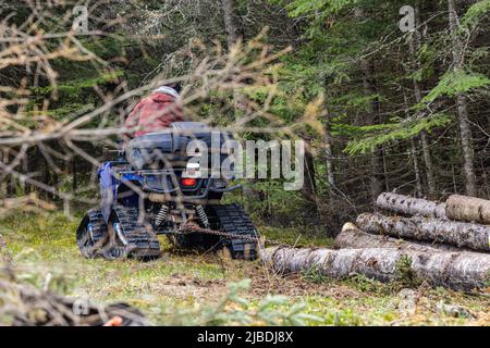 Selective focus view in forest clearing with blurred branches in foreground. A forester is seen riding a quad bike in background with pine trees. Stock Photo