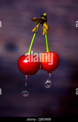 cherry bunch isolated over black background Stock Photo