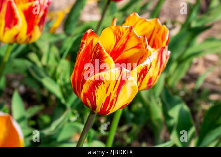 Bright red, orange and yellow blossoming tulip flowers on the field in spring. Stock Photo
