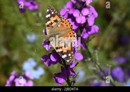 Painted Lady butterfly (Vanessa cardui) on purple Russian wallflower flower in a Somerset garden. Stock Photo