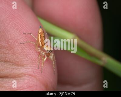 small jumping spider perched on the human hand Stock Photo