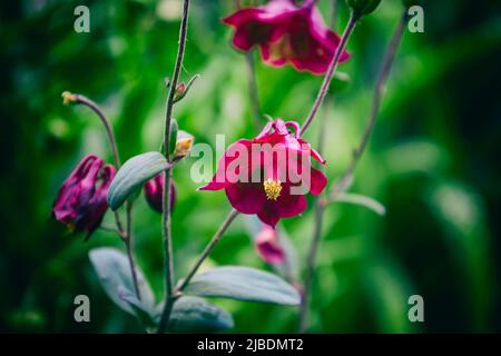Pink small flowers. Blurred background. Stock Photo
