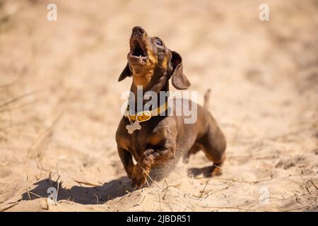 Miniature dachshund howling on the beach Stock Photo