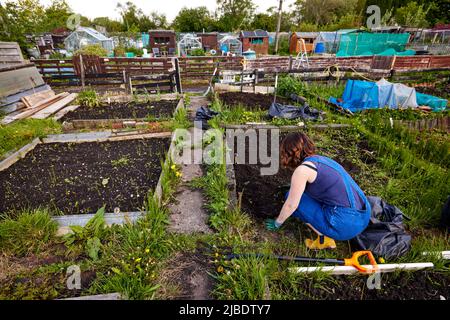 Abbey Hey Allotments, in Gorton, Manchester to make bee friendly gardens for World Bee Day Stock Photo