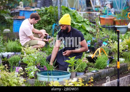 Abbey Hey Allotments, in Gorton, Manchester to make bee friendly gardens for World Bee Day Stock Photo