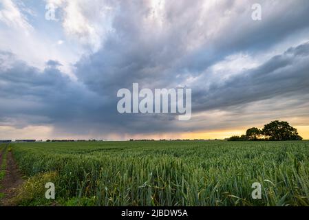 Thundery shower over wheat fields just before sunset Stock Photo