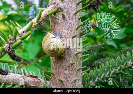 A snail crawls along the trunk of a fir tree on a wet spring day Stock Photo