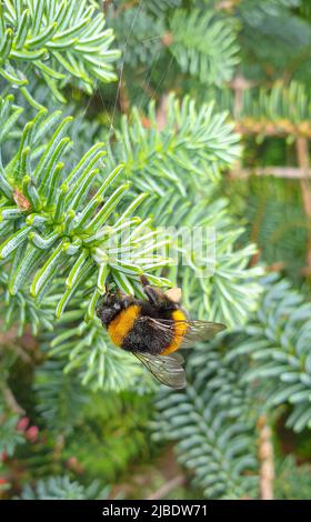 A bumble bee collects pollen from a spruce tree Stock Photo