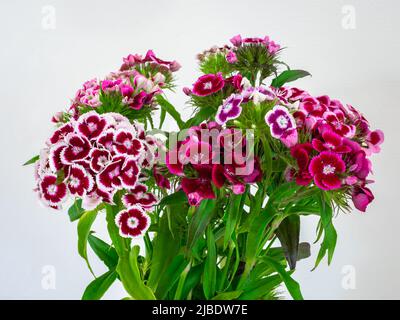 Bouquet of colorful Sweet William (Dianthus barbatus) against white background Stock Photo