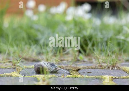 British gray cat caught mouse while hunting outdoors, close-up. High quality photo Stock Photo