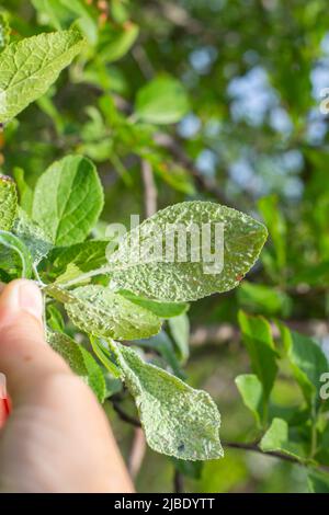 An aphid colony on the green leaves of a plum branch held by the gardener's fingers. Insect pests of young green shoots. Stock Photo