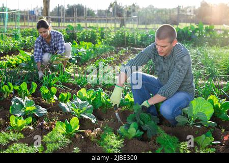 Amateur gardener spudding cabbage plants in vegetable garden Stock Photo