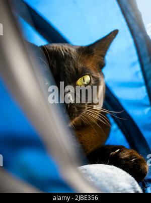 Burmese cat peeking out of cat house, dark brown Burma pet looking at camera indoor. Burmese European cat with chocolate fur color at home. Grumpy dom Stock Photo