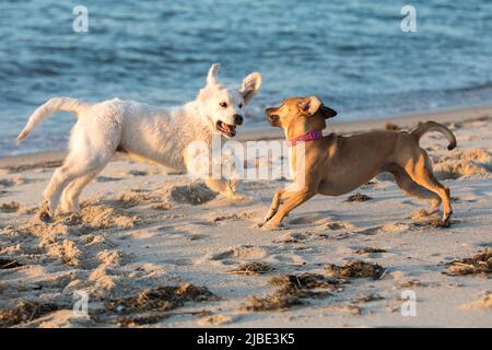 golden retriver puppy plays with rescue dog on the beach Stock Photo