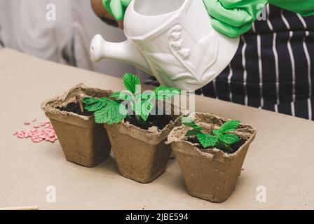 A woman in green rubber gloves holds a white ceramic watering can and waters seedlings in a brown paper cup on the table. Hobby and leisure Stock Photo