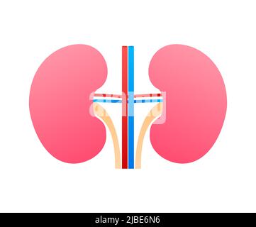 3d illustration with kidneys. Isolated cartoon vector illustration. Healthcare illustration Stock Vector