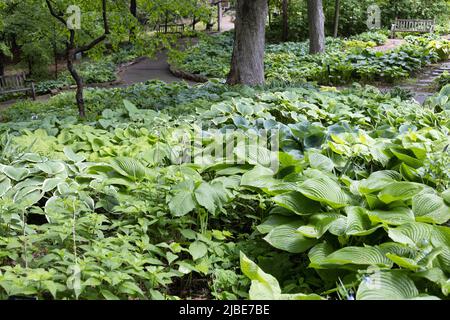 The hosta garden at the Minnesota Landscape Arboretum in Chaska, Minnesota. Stock Photo