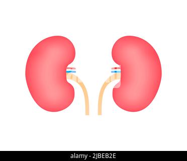 3d illustration with kidneys. Isolated cartoon vector illustration. Healthcare illustration Stock Vector