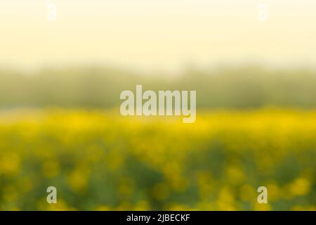 background Abstract blue beautiful Yellow marigold flower Stock Photo