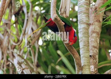 Stella's lorikeet in the aviary at Port Moresby Nature Park, NCD Stock Photo