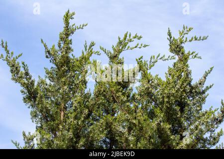 Upward view of growing leaves and fruit buds on an eastern red cedar tree (juniperus virginiana) with blue sky background Stock Photo
