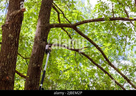 A man cuts a tree with a chainsaw in pruning trees Stock Photo