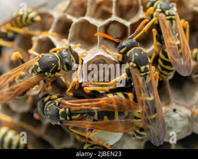 European wasp (Vespula germanica) building a nest to start a new colony. Stock Photo