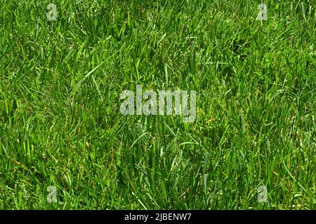 Freshly mowed grass the following day in Spring. Stock Photo
