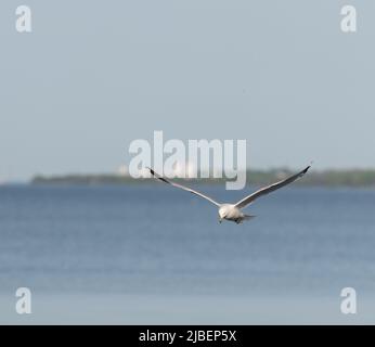 one isolated seagull water bird or water fowl in full flight with wings spread over water of Lake Ontario in Canada horizontal format room for type Stock Photo