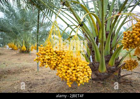branches of date palms on palm tree in plantation in Thailand. Stock Photo