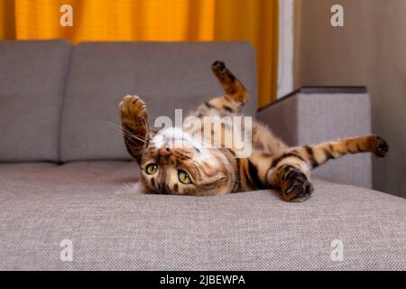 Bengal cat lying on sofa and smiling. Stock Photo