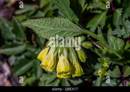 Symphytum tuberosum flower in meadow Stock Photo
