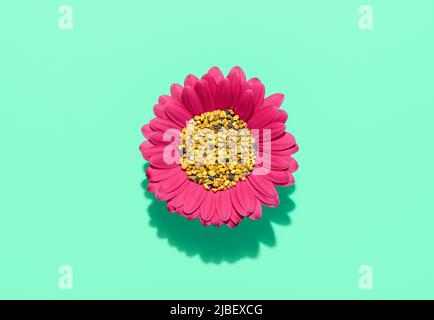 Concept for the bee pollination with pollen grains in the middle of a pink flower. Flower with pollen in middle isolated on a green background. Stock Photo