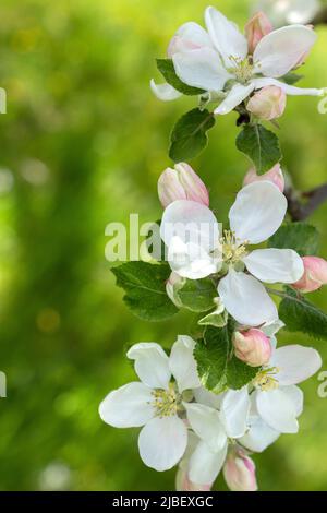 Close-up of scenic apple blossoms against green bokeh Stock Photo