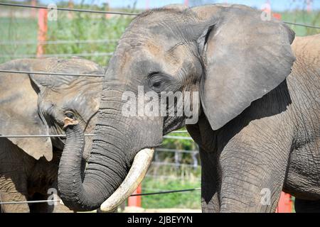 File photo dated 18/04/18 of two African Bull Elephants at Noah's Ark Zoo Farm, Somerset, as a near total UK ban on the trade of ivory has come into effect in an 'important conservation victory' for the world's elephants. Stock Photo