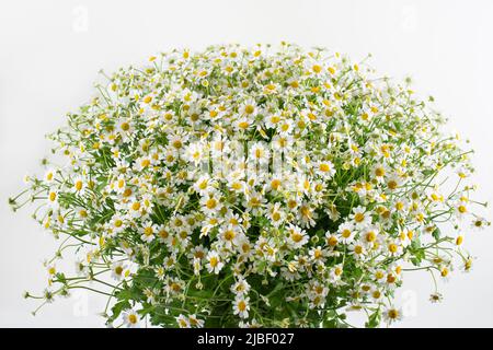 Large bouquet of white chamomile isolated on white background. Stock Photo