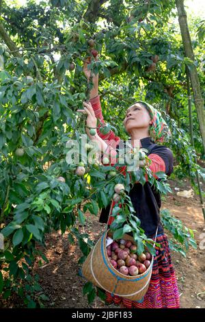 Na Ka plum valley, Moc Cau Chau district, Son La province, Vietnam - May 5, 2022: minorities harvest plums in Na Ka plum valley in Moc Cau Chau distri Stock Photo