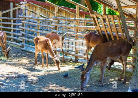 Roe deer at the Zoo in Seaside Park ,Varna,Bulgaria.Varna is a famous ...