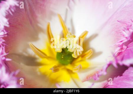 Colorful flower fragment, pistil and stamens of a tulip macro photo Stock Photo
