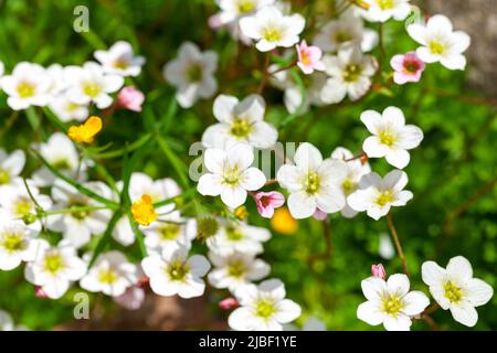 White flowers of Saxifraga hypnoides called mossy saxifrage, it is a species of flowering plant in the family Saxifragaceae. Close up photo with selec Stock Photo
