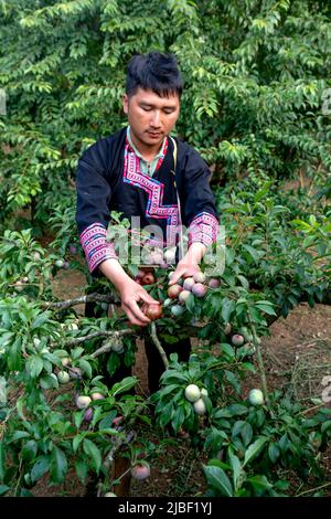 Na Ka plum valley, Moc Cau Chau district, Son La province, Vietnam - May 5, 2022: minorities harvest plums in Na Ka plum valley in Moc Cau Chau distri Stock Photo
