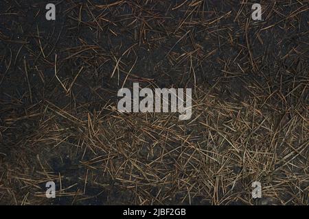 a ground texture background with pieces of grass small rocks pebbles and dirt pine needles Stock Photo