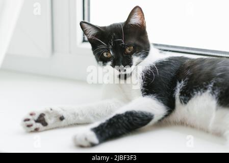 A beautiful young kitten in black and white lies on the window. Home favorite pet Stock Photo