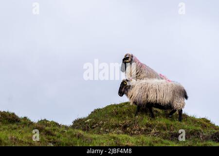 two mayo blackface sheep standing on a grassy hill in Wild Nephim national park Ireland Stock Photo