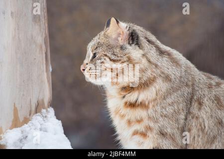 Siberian leopard cat with big yellow eyes is looking away. Amur forest cat. Close up. Prionailurus bengalensis euptilura. Animals in wildlife. Stock Photo