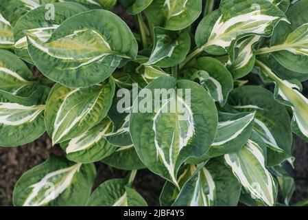 Leaves of hosta Striptease in the summer in the garden. natural background Stock Photo