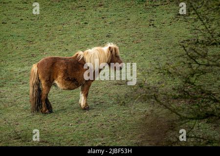 Jutland horse (Den jyske hest) grazing on a meadow. It is a heavy draft horse bred in Denmark since the 12th century. Assens, Denmark, Europe Stock Photo