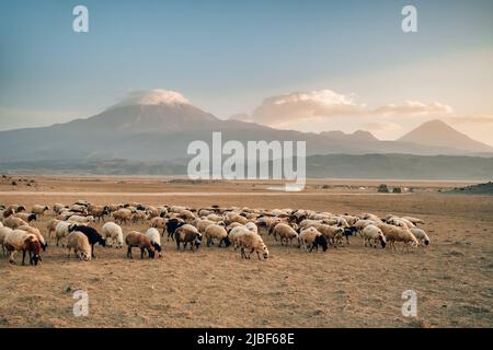 Herd of sheep with the two peaks of the Mount Ararat on the background, Turkey Stock Photo