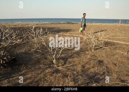 A man walking on a pathway on next to dry plants in a background of Londa Lima beach in Kanatang, East Sumba, East Nusa Tenggara, Indonesia. Stock Photo